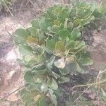 Limonium cossonianum 葉