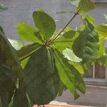 Terminalia catappa葉