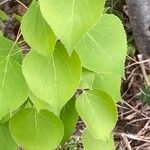 Populus tremuloides Leaf