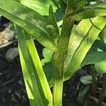 Campanula persicifolia Blad