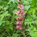 Leycesteria formosa Kukka