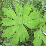 Petasites frigidus Blatt