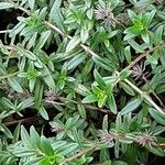 Thymus longicaulis 形態
