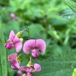 Lathyrus sylvestrisKukka