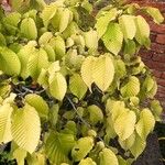 Carpinus japonica ഇല