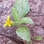 Synedrella nodiflora Цвят