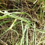 Tragopogon porrifolius Liść