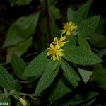 Corchorus orinocensis Yeri