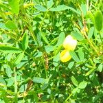 Cytisus emeriflorus Květ