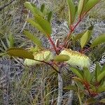 Cunonia macrophylla Συνήθη χαρακτηριστικά