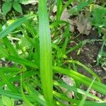 Scirpus atrovirens Lapas