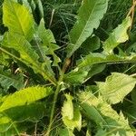 Taraxacum officinale Leaf