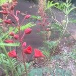 Pomaria rubicunda Λουλούδι