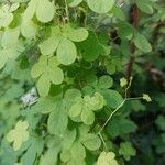 Tropaeolum peregrinum Blatt