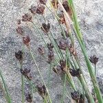 Juncus alpinoarticulatus Плод