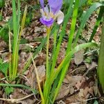 Iris unguicularis Habit