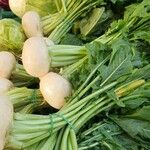 Brassica rapa List