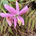 Passiflora tripartita Flor