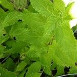 Campanula lactiflora Leaf