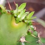 Euphorbia abyssinica Beste bat