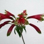 Alstroemeria pulchella Flor