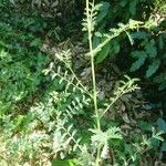 Sanguisorba verrucosa Lapas