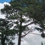 Pinus kesiya Hábito