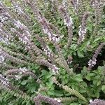 Ocimum kilimandscharicumBloem