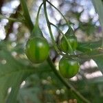 Solanum nudum Fruit