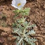 Argemone albiflora Blatt