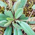 Plantago virginica Blatt