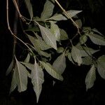 Psychotria pubescens Lorea