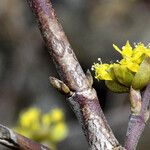 Cornus mas Kvet