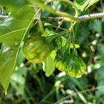 Solanum viarum Fruit