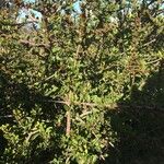 Ceanothus cuneatus Habitus