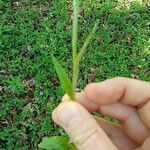 Antennaria plantaginifolia Blatt