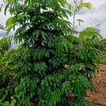 Albizia adianthifolia Dalc'h