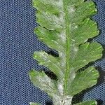 Trichomanes polypodioides Beste bat