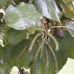 Alnus cordata Fruit