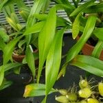 Maxillaria egertoniana Ліст