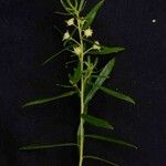 Baccharis dracunculifolia Blomma