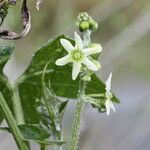 Marah fabacea Flower