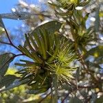 Eucalyptus lehmannii Žiedas