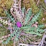 Cirsium acaule Pokrój