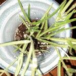 Hoya linearis Hoja