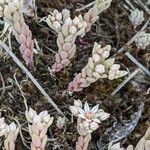 Sedum hispanicum 整株植物