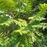 Ailanthus altissimaLehti