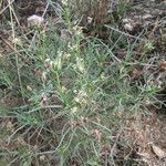 Plantago sempervirens Habit