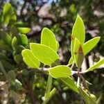 Arctostaphylos pungens Folio