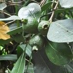 Psidium cattleyanum Fruto